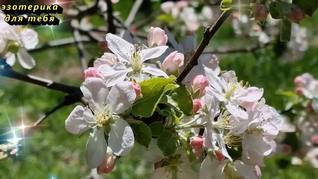 Сегодня 12 апреля день денежной удачи, бросьте щепотку соли на подоконник. Лунный день. Карта Таро смотреть онлайн