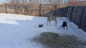 Косуля))