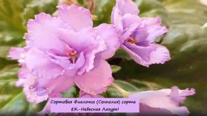 Сортовая Фиалочка (Сенполия) сорта ЕК-Небесная Лазурь!