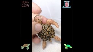 Морская черепашка