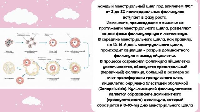 Менструальный цикл | Яичниковый цикл | Маточный цикл | Регуляция |Лекция по гинекологии