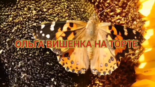 СРОЧНО ИЗОЛИРОВАТЬ! 7-Я КОЛЕСНИКОВЫ. ОБЗОР.