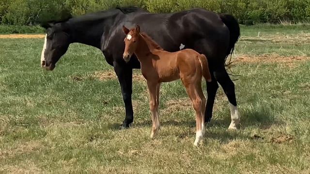 Ravine Ranch Sport Horses presents RSH Paprika смотреть онлайн