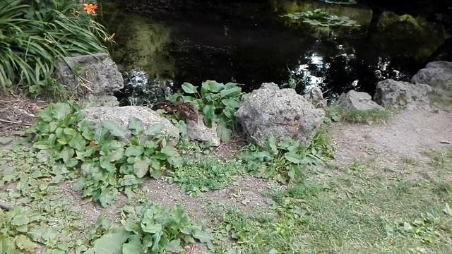 Ботанический сад Симферополя / Уточки бегают где попало смотреть онлайн