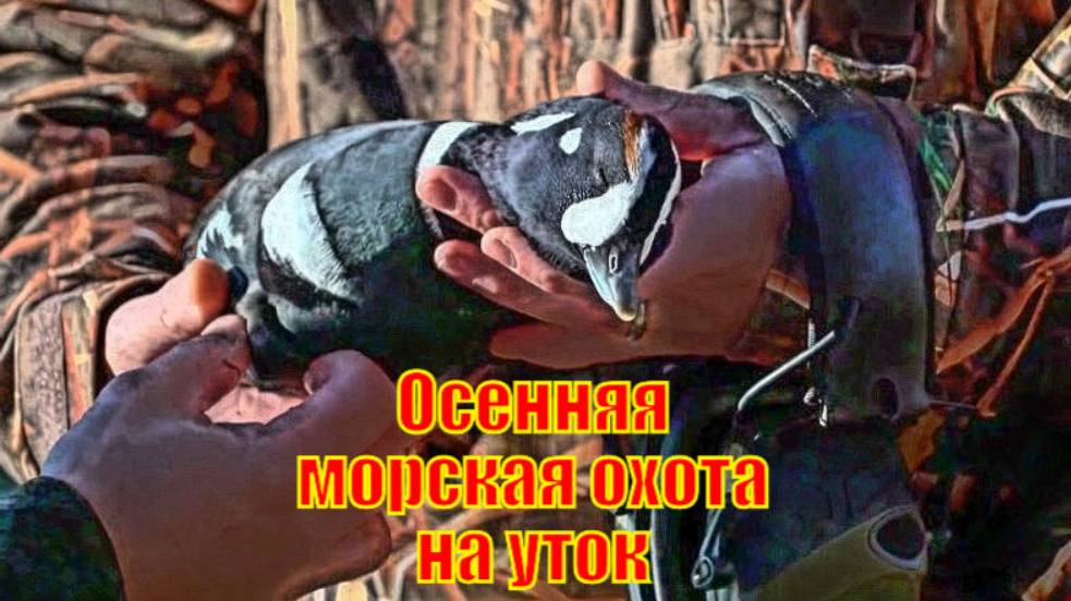 Осенняя морская охота на уток на Аляске с подсадными утками