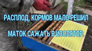 СНЕЖНЫЕ ПЧЁЛЫ