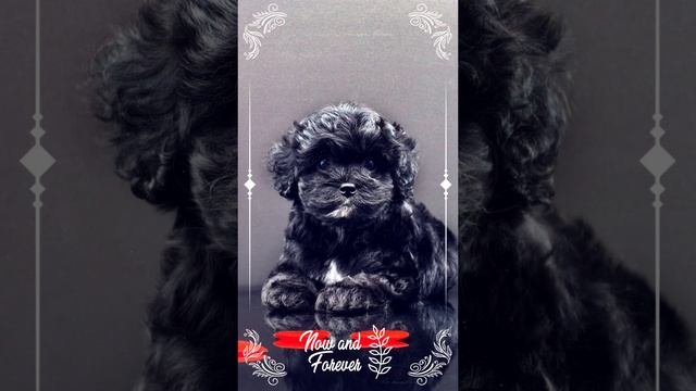 Кавапу с Дню Святого Валентина 💝