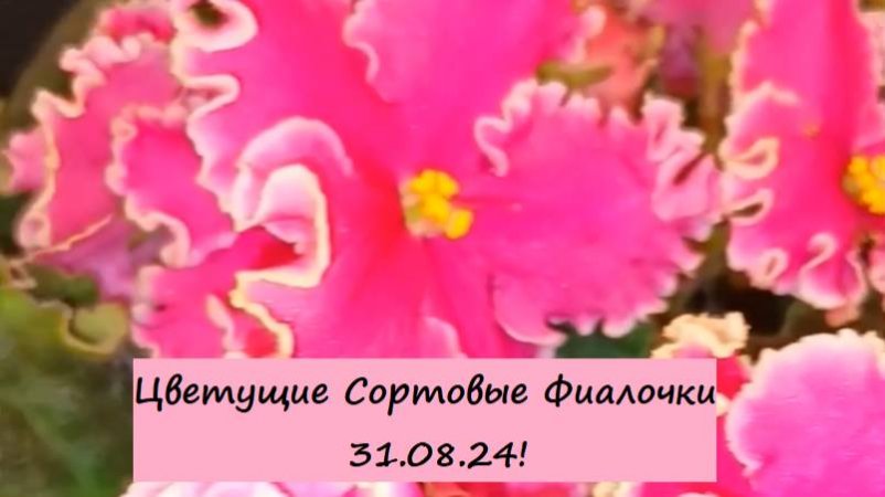 Цветущие Сортовые Фиалочки (Сенполии) 31.08.24! Для заказа пишите WhatsApp 89101614167