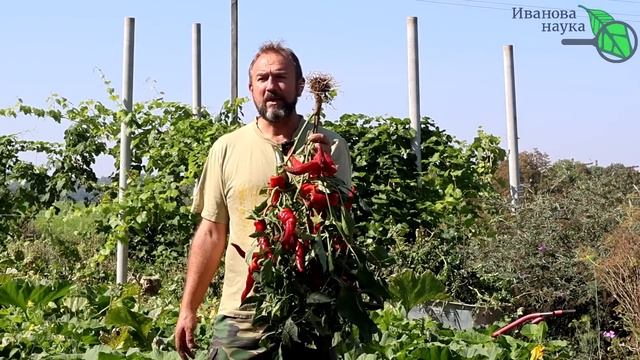 КАК ЗАПРАВИТЬ ПОЧВУ ПОД ОГУРЦЫ, ТОМАТЫ и КАРТОФЕЛЬ. Этого удобрения много не бывает! смотреть онлайн