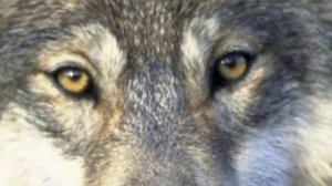 Музыка для расколбаса!!!!