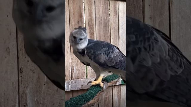 Falcons 😍 #Bird #Beak #Feather #Falconiformes #Wing #Accipitriformes #BirdOfPrey #NaturalMaterial