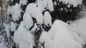 Сказочный северный лес в снегу из серии прогулки с вуком хаски