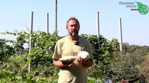 БЕСПЛАТНОЕ УДОБРЕНИЕ № 1 ДЛЯ ВНЕСЕНИЯ ОСЕНЬЮ и РАННЕЙ ВЕСНОЙ. Не забудьте внести это удобрение.