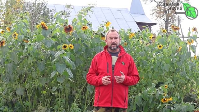 НЕ БЕЛИТЕ ДЕРЕВЬЯ, пока не посмотрите это видео! Я серьёзно! Очень важная информация перед побелкой смотреть онлайн