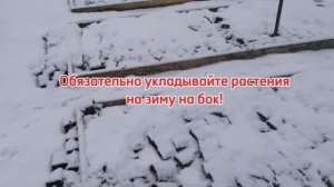 Обязательно укладывайте растения в горшках на зимовку на бок!