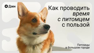 Как проводить время с собакой. С чего стоит начинать?