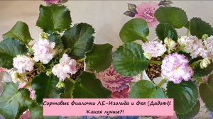 Сортовые Фиалочки ЛЕ-Изольда и Фея (Дадоян)! Какая лучше?!