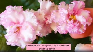 Сортовая Фиалочка (Сенполия) ЛЕ-Изольда! Описание сорта!