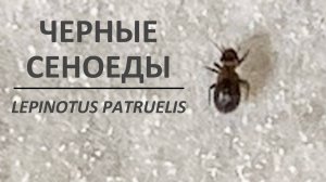 Черные сеноеды Lepinotus patruelis, которые заводятся дома в крупе - и средство для их уничтожения
