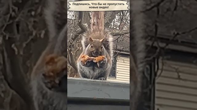 Белка села курицу