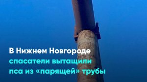 В Нижнем Новгороде спасатели вытащили пса из «парящей» трубы