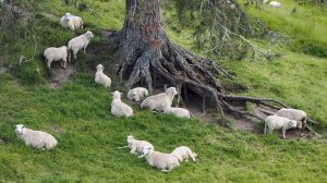 Новая Зеландия. Северный и Южный острова за неделю.