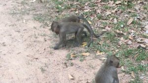 Real Funny Monkey Mating Videos 2017 - Amazing Monkey Meeting Near Angkor Wat Temple Siem Reap