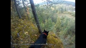 Охота с Русско-европейской лайкой