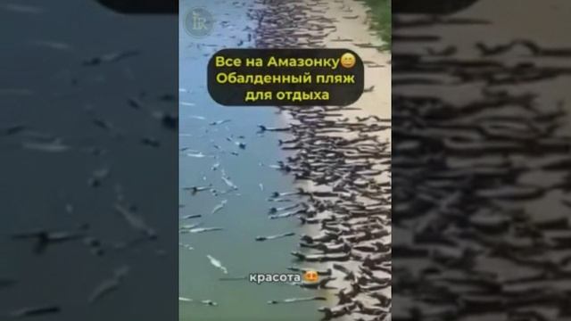 Все на Амазонку