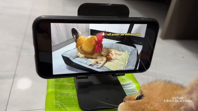 The rooster is so embarrassed!He objects to the mother cat watching the kittens' video.So funny cut смотреть онлайн