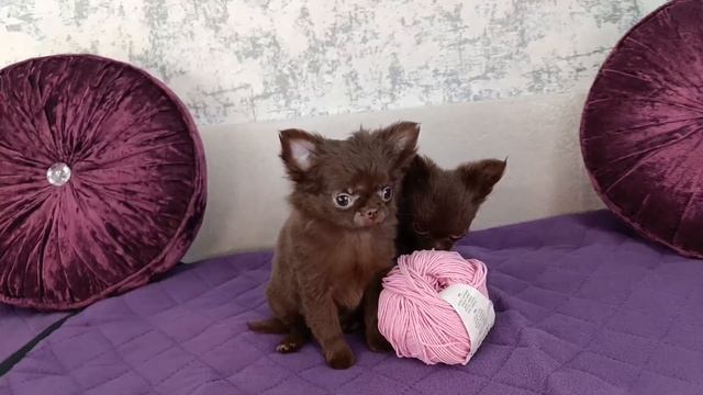 микро чихуахуа девочка РКФ смотреть онлайн