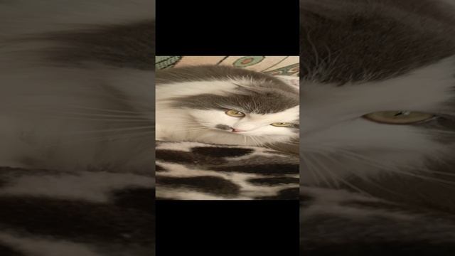 1000006176.mp4