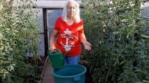 Хотите крупные томаты 🍅 Быстро  и просто !