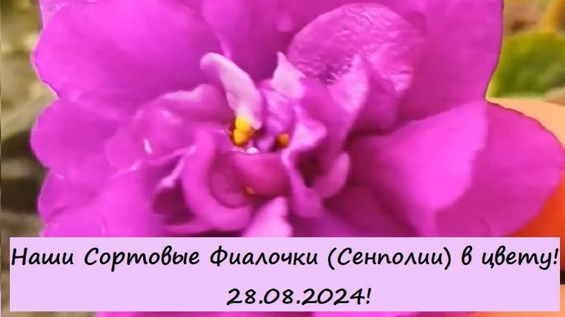 Наши Сортовые Фиалочки (Сенполии) в цвету! 28.08.2024!