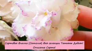 Сортовая Фиалка (Сенполия) Фея селекции Татьяны Дадоян! Описание Сорта!