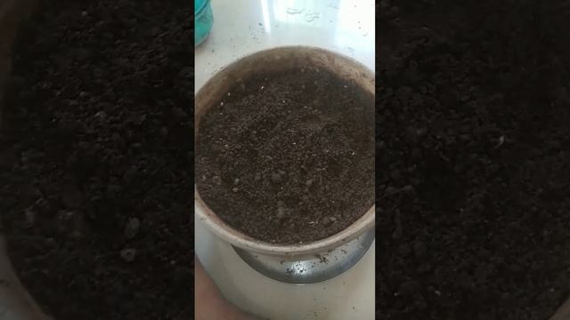 धनिए को केसे लगाए #shorts #coriander #धनिया смотреть онлайн