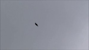 Голуби серпастые 18 ноября часть 1.