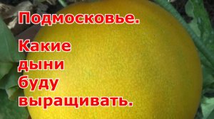 Дыни в Подмосковье. Какие сорта дынь выращивала в прошлом сезоне, какие понравились, а какие нет.