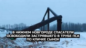 В Нижнем Новгороде спасатели освободили застрявшего в трубе пса по кличке Сынок