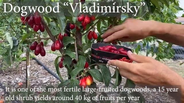 Assortment of large-fruited dogwood varieties смотреть онлайн