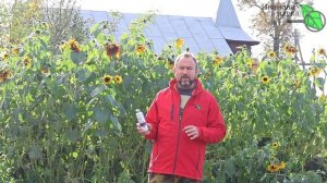 ИСКОРЕНЯЮЩАЯ ОБРАБОТКА ДЛЯ ГОЛУБИКИ и НЕЖНЫХ РАСТЕНИЙ. У болезней нет шансов перезимовать!