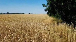 САМВЕЛ АДАМЯН КУПИЛ НАДЬКЕ КВАРТИРУ В ДНЕПРЕ. ВЫБИРАЕТ ТУДА ТЕХНИКУ