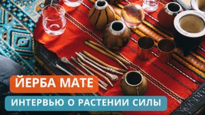 Йерба Мате - растение и напиток из Южной Америки