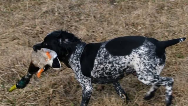 Охота на болотную дичь с Русским охотничьим спаниелем