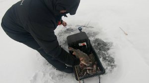 Напарник завалил ЗДОРОВОГО ОКУНЯ на блесну. Зимняя рыбалка на Ладоге.