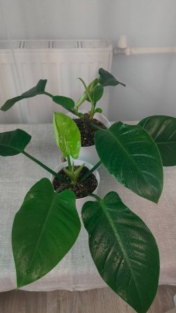 Филодендрон Олимпия Грин #plants  #garden   #gardening  #черенкованиефилодендрона  #филодендрон