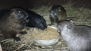 Все кормовые добавки для НУТРИЙ в одной кастрюле. 08.01.25.