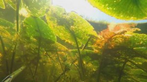 Подводная охота - лучшее за 2016 год. Красоты подводного мира.