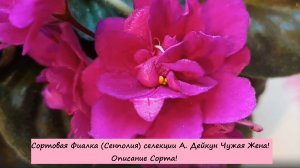 Сортовая Фиалка (Сенполия) селекции А. Дейкун Чужая Жена! Описание Сорта!