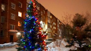 УЛИЧНЫЕ ЖИВЫЕ ЁЛКИ НАРЯЖАЮТ в НОВЫЙ ГОД!  БЕРЕЖЁМ и ЦЕНИМ ПРИРОДУ!